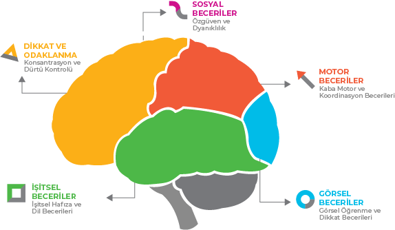 Beynin 5 Temel sütununu Bilimler Geliştirmek BrainFit ile mümkümn